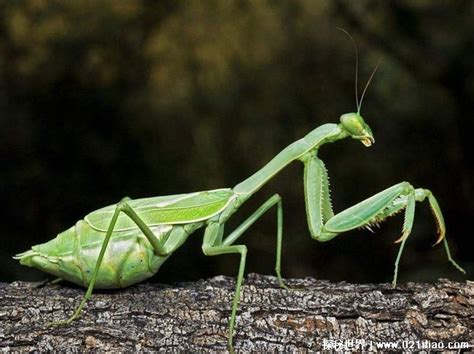 世界上最强的螳螂 （非洲绿巨螳、刺花螳螂等） - 世界之最 - 去看奇闻