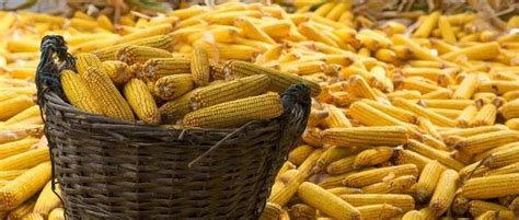 8月玉米价格偏强运行,9月新粮陆续入市,能否迎来大涨?__财经头条