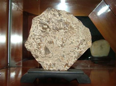 燕子石最贵,燕子石化石,最贵的燕子石图片_大山谷图库