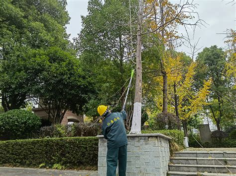 绿化养护与管理 - 繁茂古树名木保护（苏州）有限公司 江苏园林植物总医院