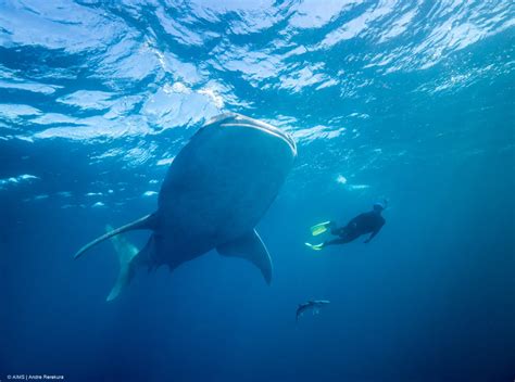 印尼鲸鲨潜点大合集 | 与温柔的巨人共舞：在海底遇见星空璀璨...