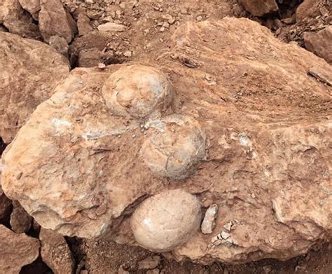 江西省萍乡市上栗工业园区工地发现十余枚距今约9000万年的晚白垩世早期恐龙蛋化石 - 化石网