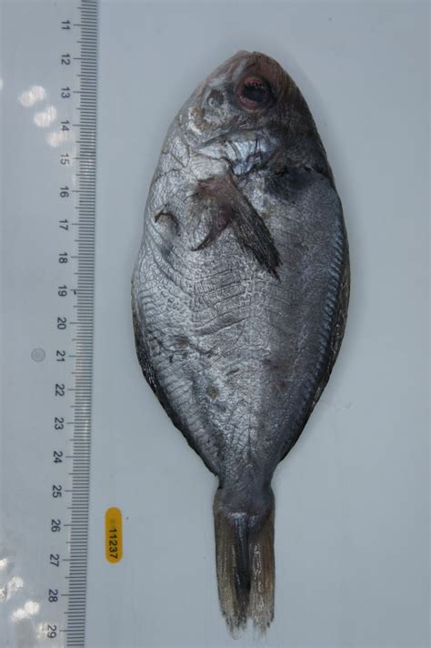 鲳鱼-四季食材-海天味业官方网站