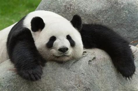大熊猫为什么是国宝-大熊猫为什么是国宝,大熊猫,为什么,是,国宝 - 早旭阅读