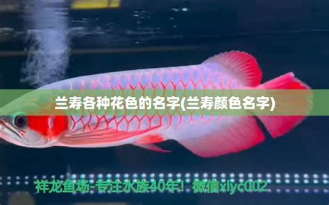 兰寿各种花色的名字(兰寿颜色名字) - 观赏鱼 - 广州观赏鱼批发市场