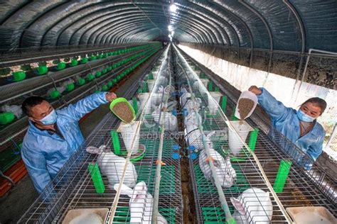 贵阳土鸡苗养殖技术-海商网，畜禽及养殖动物产品库
