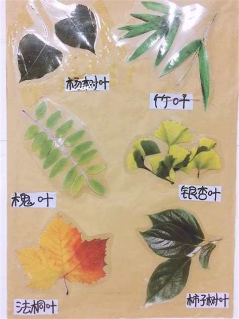 树叶的种类类型,树叶的种类,常见树叶种类_大山谷图库