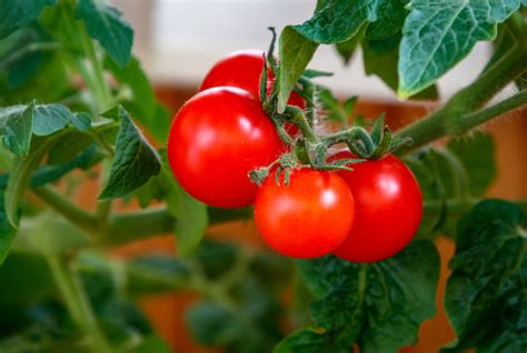 番茄优质高产全程解决方案-郑州作物保护技术有限公司（简称：盛世亮点）