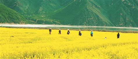 拉萨市墨竹工卡县油菜花盛开的季节_生态_中国西藏网
