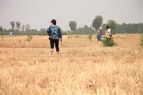 山西农民人工割小麦1人1天1亩地，看他们忙成啥样