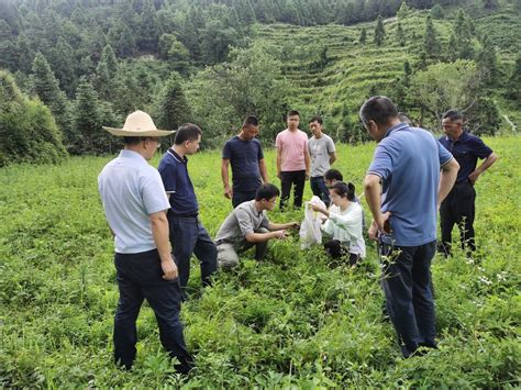 农业农村部中药材全程机械化专家指导组在广西开展调研 | 农机新闻网
