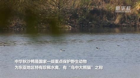 快来看鸭！中华秋沙鸭野生种群现身涔天河国家湿地公园_凤凰网视频_凤凰网