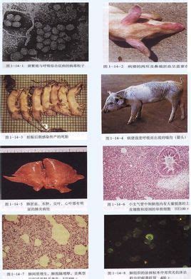 猪繁殖与呼吸综合征图册_360百科