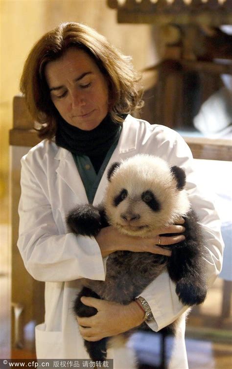 荷兰动物园测试开放 熊猫幼崽“梵星”憨态可掬惹人爱