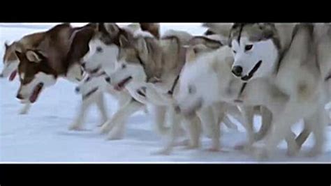 给大家表演一个无舵雪橇，大家数一下视频里有多少条狗！_腾讯视频
