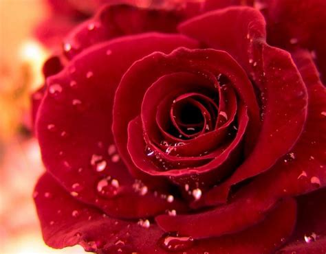 26种常见玫瑰花品种-园林杂谈-长景园林网