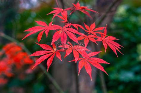 红叶的散文,深秋红叶的美文,红花绿叶的诗句_大山谷图库