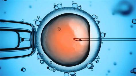实拍：人工取卵受精全过程（组图）_亲子频道_凤凰网