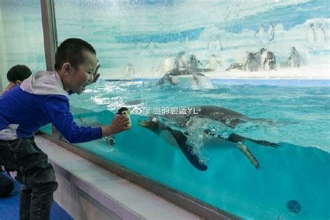 化身“黑龙江冰雪天使” “淘学企鹅”为哈尔滨城市旅游代言