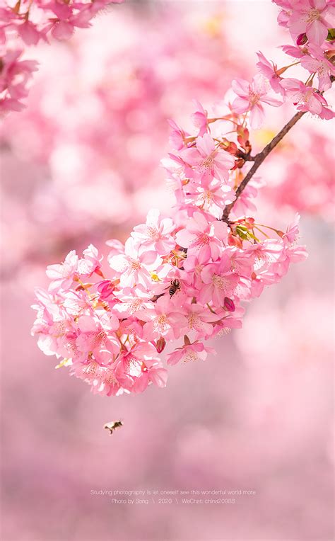 春天就这样来了，春花的烂漫，阳光的美妙，心情的爽利