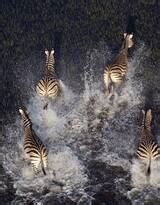 河马图片-河马在非洲国家公园里素材-高清图片-摄影照片-寻图免费打包下载