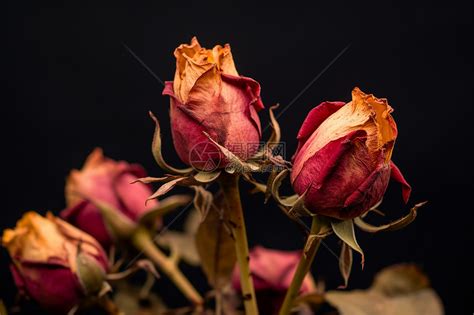 枯萎的玫瑰花高清图片下载-正版图片600704953-摄图网
