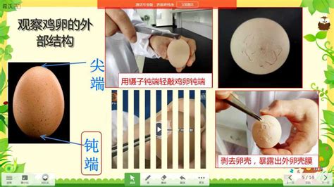 鸡蛋的结构示意图图片