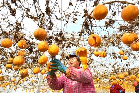 安徽巢湖：小瓜蒌 大产业-人民图片网
