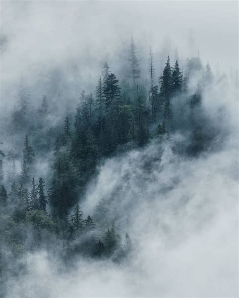 迷雾世界迷雾森林幻境资源在哪里 迷雾森林幻境资源坐标_虫虫助手