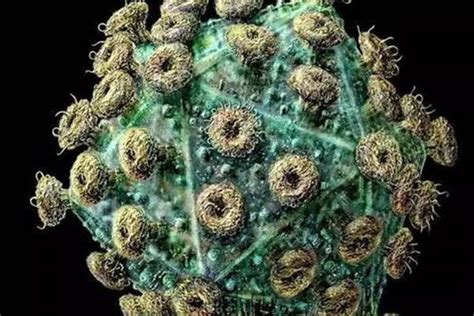 世界上第一恐怖的病毒 全球十大病毒排名(2)_巴拉排行榜