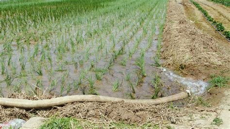 水稻灌溉图片_水稻灌溉素材图片大全_摄图网