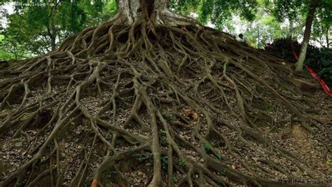根的功能有哪些,植物的根有什么作用 - 品尚生活网