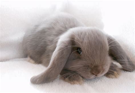 垂耳兔的饲养方法 垂耳兔吃什么食物最好 - 动物健康 - 每天一个健康小知识