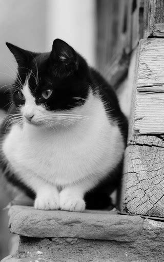 黑白相间的猫图片免费下载_红动中国