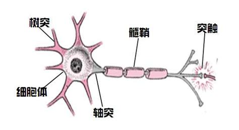 神经元细胞结构PNG图片素材下载_图片编号8386839-PNG素材网