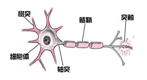 神经网络知识梳理——从神经元到深度学习 - 知乎