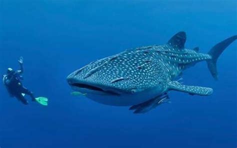 盘点世界上最大的鱼Top4，鲸鲨体长20米（第三在中国）-小狼观天下
