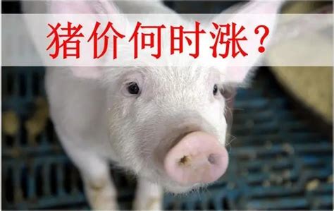“双节”临近提振猪肉消费，但对猪价提振不大？四季度猪价会涨吗？ - 猪好多网
