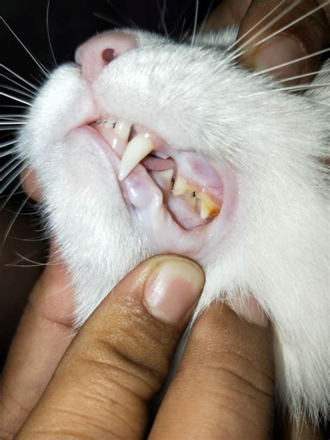 猫咪的牙齿可不仅是嚼东西，作为猫科动物，猫咪牙齿功能一样强大_门牙