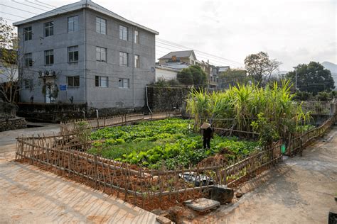 沁阳市西向镇：打造“共享菜园” 种出美丽乡村新路径-大河新闻