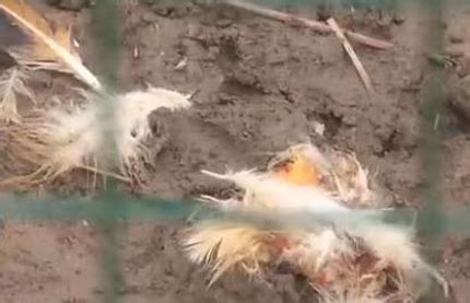 上海250只鸡鸭被咬死 村民拍到影像难辨“真凶”(2)_社会万象_99养生堂