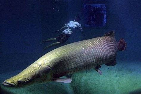 世界最大的鱼：各种世界最大的鱼类不看后悔（图）_知秀网