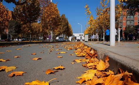 【图片】徜徉在惠园的秋天——校园秋景-对外经济贸易大学新闻网