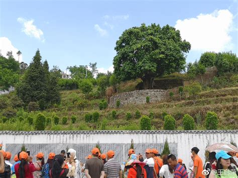云南凤庆县小湾镇锦绣村，拜谒3200年的锦绣茶尊。