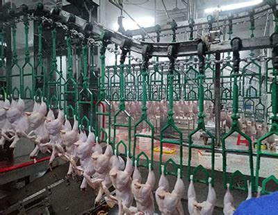 厂家直供全自动家禽屠宰机械线 肉鸡宰杀设备 鸡鸭鹅屠宰机械-阿里巴巴
