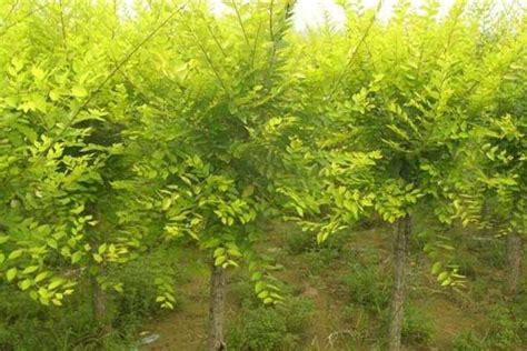 榆树种子什么时间播种-绿宝园林网