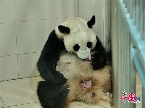 熊猫宝宝从美国快递回来了 它能听得懂中文吗？