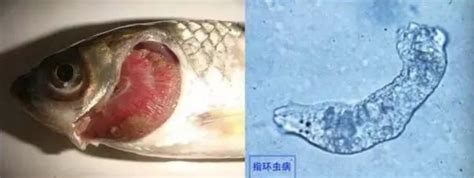 中国七成河蚌濒危或极危，90后小伙编著《河蚌》呼吁保护 - 中国自然保护区生物标本资源共享平台