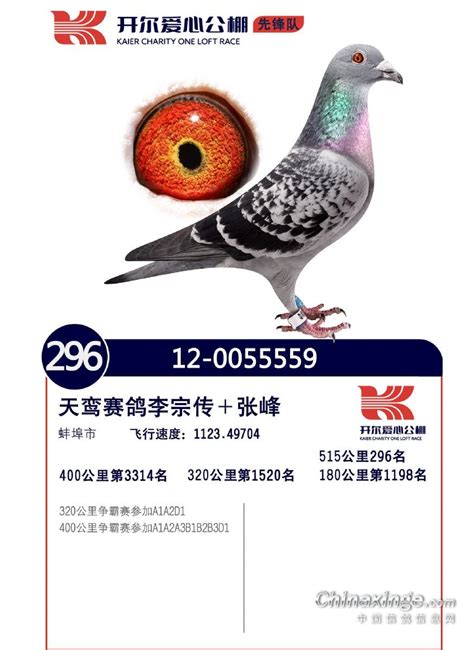 开尔国际赛鸽爱心公棚（先锋队）-中国信鸽信息网各地公棚