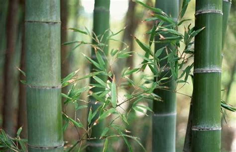 竹子的种类有哪些？竹子品种介绍_花卉常识__南北花木网